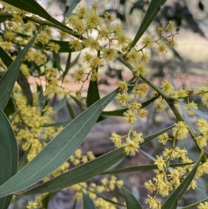 Acacia rubida at Lyneham, ACT - 3 Sep 2022