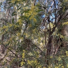 Acacia rubida at Lyneham, ACT - 3 Sep 2022