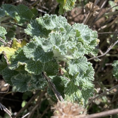 Marrubium vulgare (Horehound) at Lyneham, ACT - 3 Sep 2022 by NedJohnston