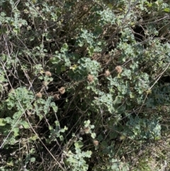 Marrubium vulgare at Lyneham, ACT - 3 Sep 2022 01:43 PM