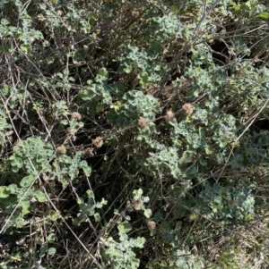 Marrubium vulgare at Lyneham, ACT - 3 Sep 2022 01:43 PM