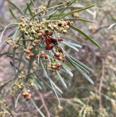 Dodonaea viscosa subsp. angustissima (Hop Bush) at Campbell, ACT - 2 Sep 2022 by SilkeSma