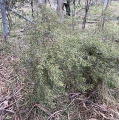 Dodonaea viscosa subsp. angustissima at Campbell, ACT - 2 Sep 2022