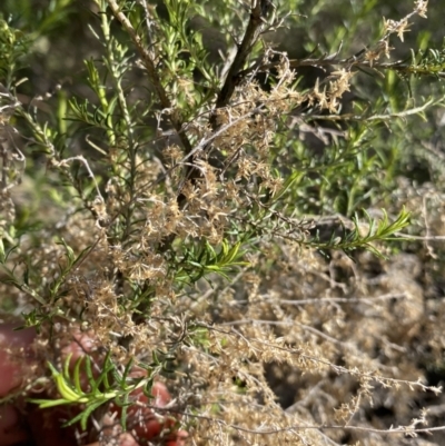 Cassinia sifton (Sifton Bush, Chinese Shrub) at Lyneham, ACT - 3 Sep 2022 by NedJohnston