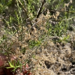 Cassinia sifton (Sifton Bush, Chinese Shrub) at O'Connor Ridge to Crace Grasslands - 3 Sep 2022 by Ned_Johnston