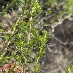 Cassinia sifton at Lyneham, ACT - 3 Sep 2022