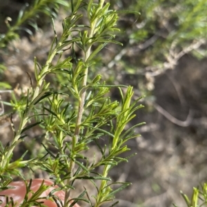 Cassinia sifton at Lyneham, ACT - 3 Sep 2022 01:42 PM