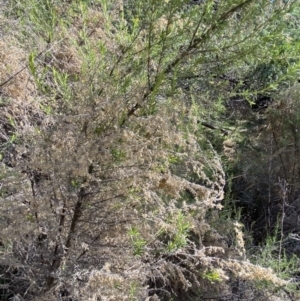 Cassinia sifton at Lyneham, ACT - 3 Sep 2022 01:42 PM