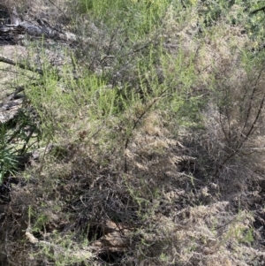 Cassinia sifton at Lyneham, ACT - 3 Sep 2022 01:42 PM