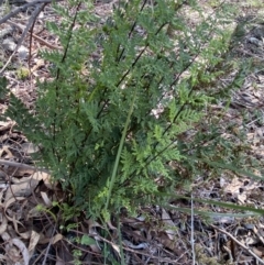 Cheilanthes sieberi subsp. sieberi (Narrow Rock Fern) at Lyneham Ridge - 3 Sep 2022 by Ned_Johnston