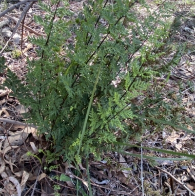 Cheilanthes sieberi subsp. sieberi (Mulga Rock Fern) at Lyneham Ridge - 3 Sep 2022 by Ned_Johnston