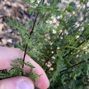 Cheilanthes sieberi subsp. sieberi at Lyneham, ACT - 3 Sep 2022