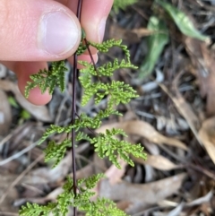 Cheilanthes sieberi subsp. sieberi at Lyneham, ACT - 3 Sep 2022 01:36 PM