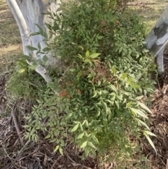 Nandina domestica (Sacred Bamboo) at Lyneham Ridge - 3 Sep 2022 by Ned_Johnston