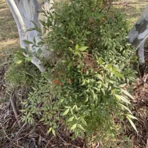 Nandina domestica at Lyneham, ACT - 3 Sep 2022 01:36 PM