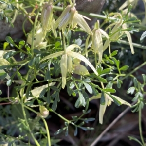 Clematis leptophylla at Lyneham, ACT - 3 Sep 2022 01:36 PM