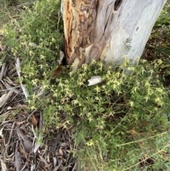 Clematis leptophylla at Lyneham, ACT - 3 Sep 2022 01:36 PM