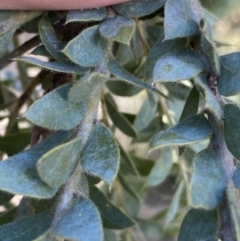 Acacia vestita (Hairy Wattle) at Lyneham Ridge - 3 Sep 2022 by Ned_Johnston