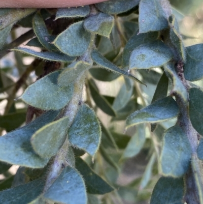 Acacia vestita (Hairy Wattle) at Lyneham, ACT - 3 Sep 2022 by NedJohnston