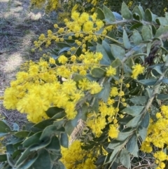 Acacia vestita at Lyneham, ACT - 3 Sep 2022