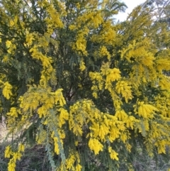 Acacia vestita at Lyneham, ACT - 3 Sep 2022