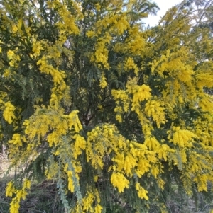 Acacia vestita at Lyneham, ACT - 3 Sep 2022 01:33 PM