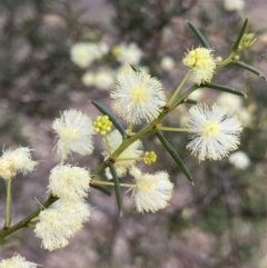 Acacia genistifolia (Early Wattle) at Lyneham, ACT - 3 Sep 2022 by NedJohnston