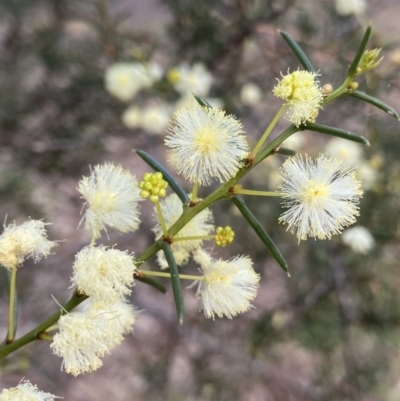 Acacia genistifolia (Early Wattle) at Lyneham, ACT - 3 Sep 2022 by NedJohnston