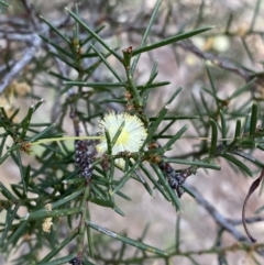 Acacia genistifolia at Lyneham, ACT - 3 Sep 2022 01:30 PM