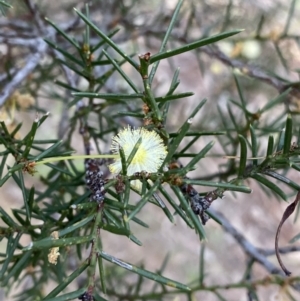 Acacia genistifolia at Lyneham, ACT - 3 Sep 2022