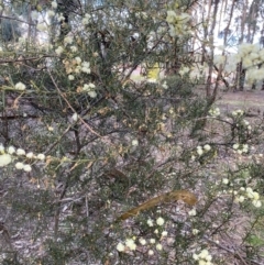 Acacia genistifolia at Lyneham, ACT - 3 Sep 2022 01:30 PM