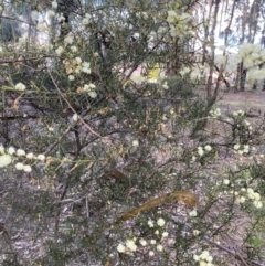 Acacia genistifolia at Lyneham, ACT - 3 Sep 2022