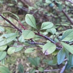 Cotoneaster pannosus (Cotoneaster) at Lyneham Ridge - 3 Sep 2022 by Ned_Johnston