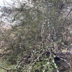 Cotoneaster pannosus at Lyneham, ACT - 3 Sep 2022 01:29 PM