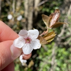 Prunus cerasifera (Cherry Plum) at Lyneham, ACT - 3 Sep 2022 by NedJohnston