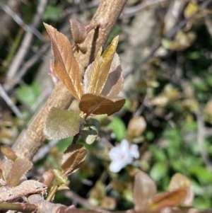 Prunus cerasifera at Lyneham, ACT - 3 Sep 2022