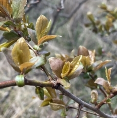 Prunus cerasifera at Lyneham, ACT - 3 Sep 2022