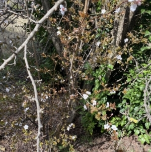 Prunus cerasifera at Lyneham, ACT - 3 Sep 2022 01:27 PM