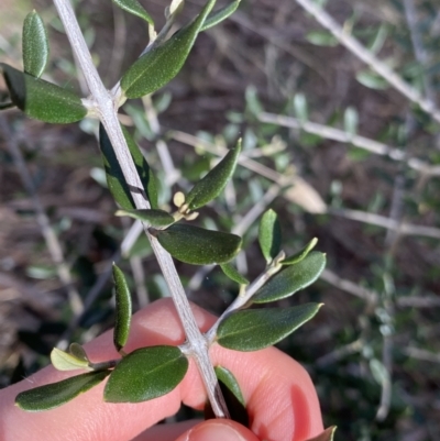 Olea europaea subsp. cuspidata (African Olive) at Lyneham Ridge - 3 Sep 2022 by Ned_Johnston