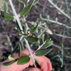 Olea europaea subsp. cuspidata (African Olive) at Lyneham Ridge - 3 Sep 2022 by Ned_Johnston
