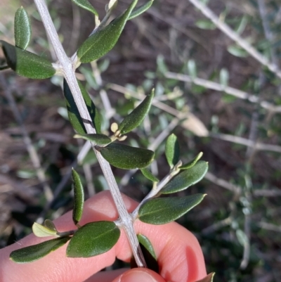 Olea europaea subsp. cuspidata (African Olive) at Lyneham, ACT - 3 Sep 2022 by Ned_Johnston