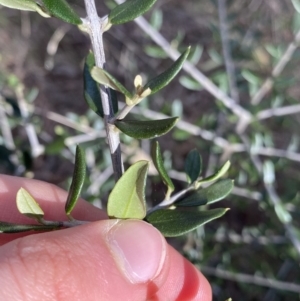 Olea europaea subsp. cuspidata at Lyneham, ACT - 3 Sep 2022