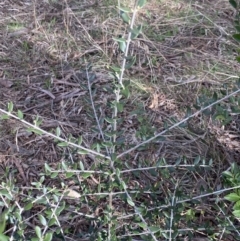 Olea europaea subsp. cuspidata at Lyneham, ACT - 3 Sep 2022