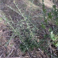 Olea europaea subsp. cuspidata at Lyneham, ACT - 3 Sep 2022