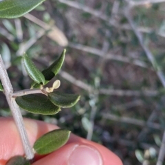 Olea europaea subsp. cuspidata at Lyneham, ACT - 3 Sep 2022