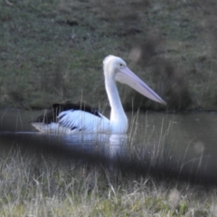 Pelecanus conspicillatus (Australian Pelican) at Burradoo, NSW - 8 Jun 2022 by GlossyGal