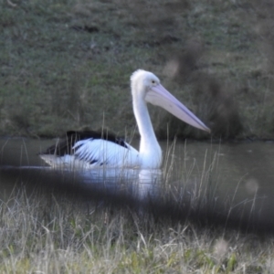 Pelecanus conspicillatus at Burradoo, NSW - 9 Jun 2022