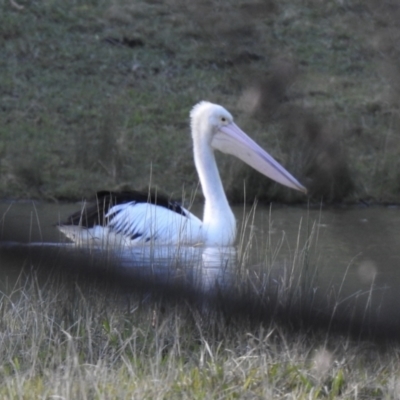 Pelecanus conspicillatus (Australian Pelican) at Wingecarribee Local Government Area - 8 Jun 2022 by GlossyGal