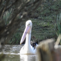 Pelecanus conspicillatus at Burradoo, NSW - 9 Jun 2022