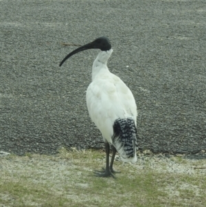 Threskiornis molucca (Australian White Ibis) at Hawks Nest, NSW by GlossyGal